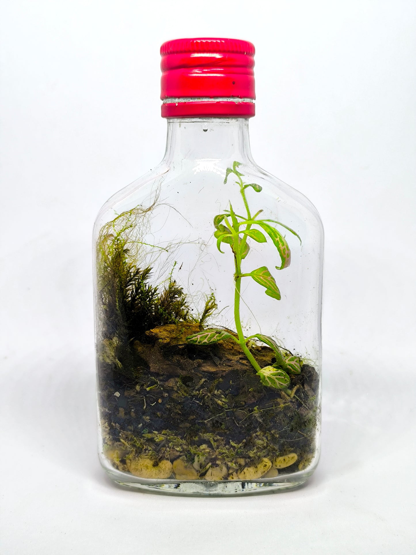 Flasque terrarium