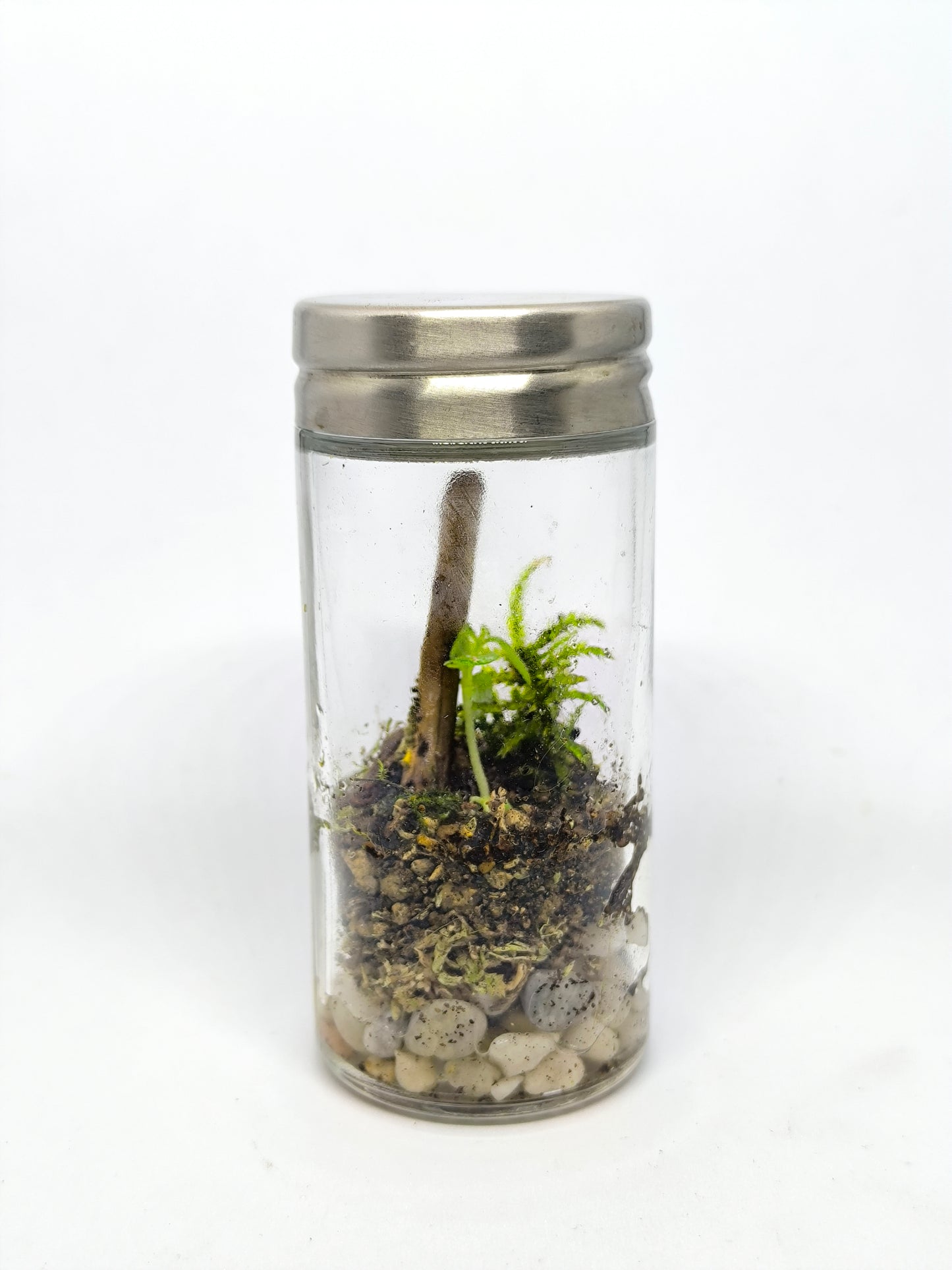 Épice terrarium