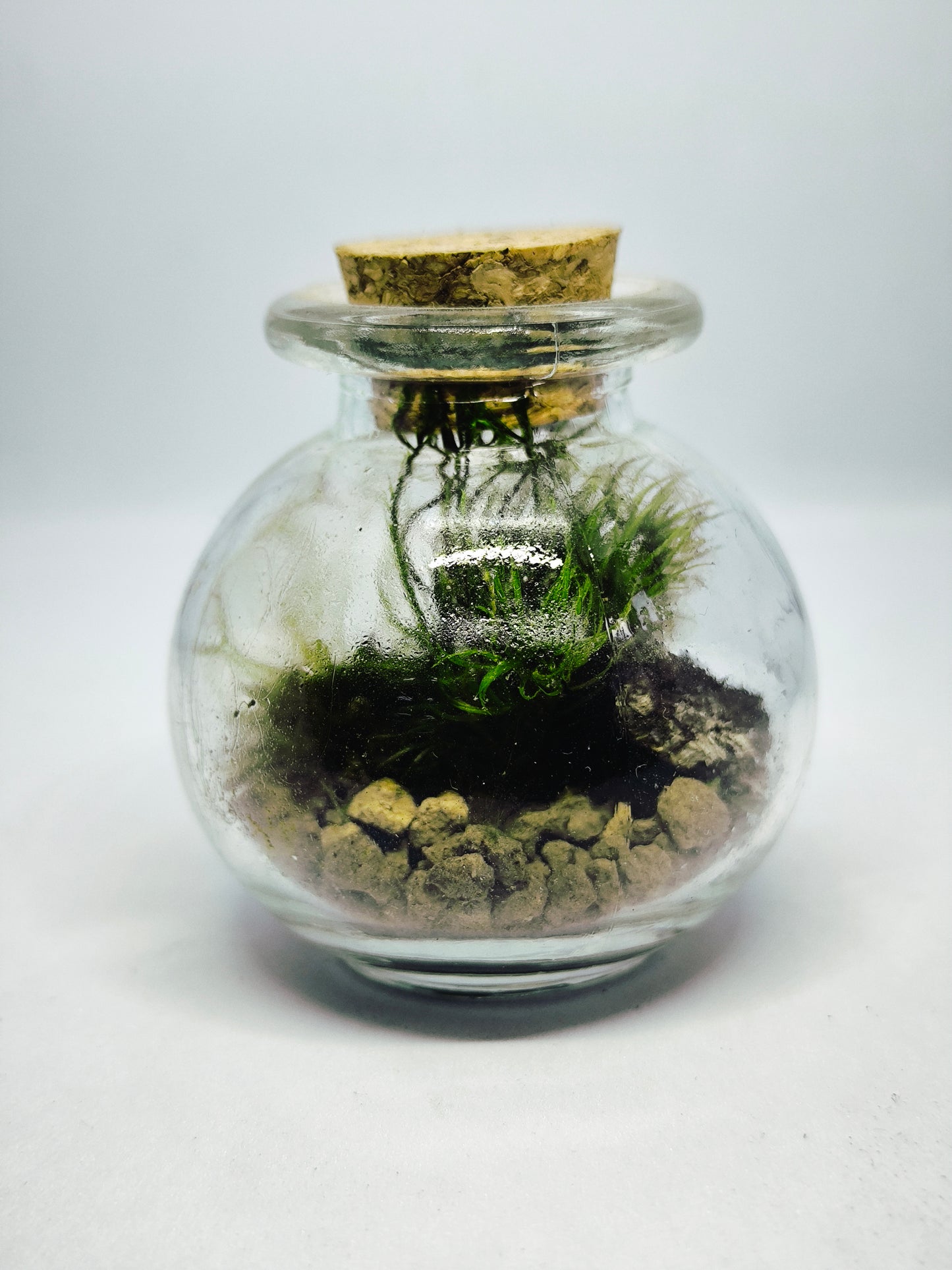 Mini mossarium