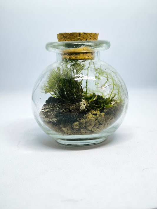 Mini mossarium