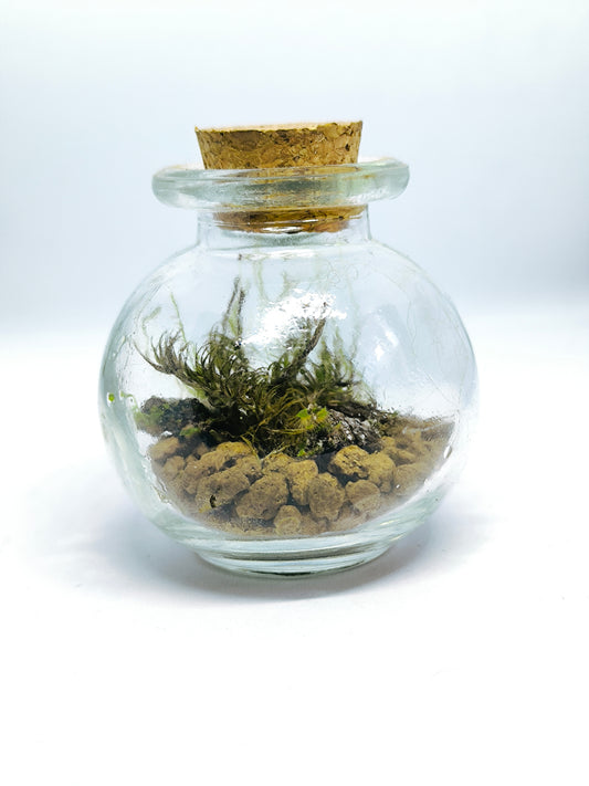 Mini mossarium