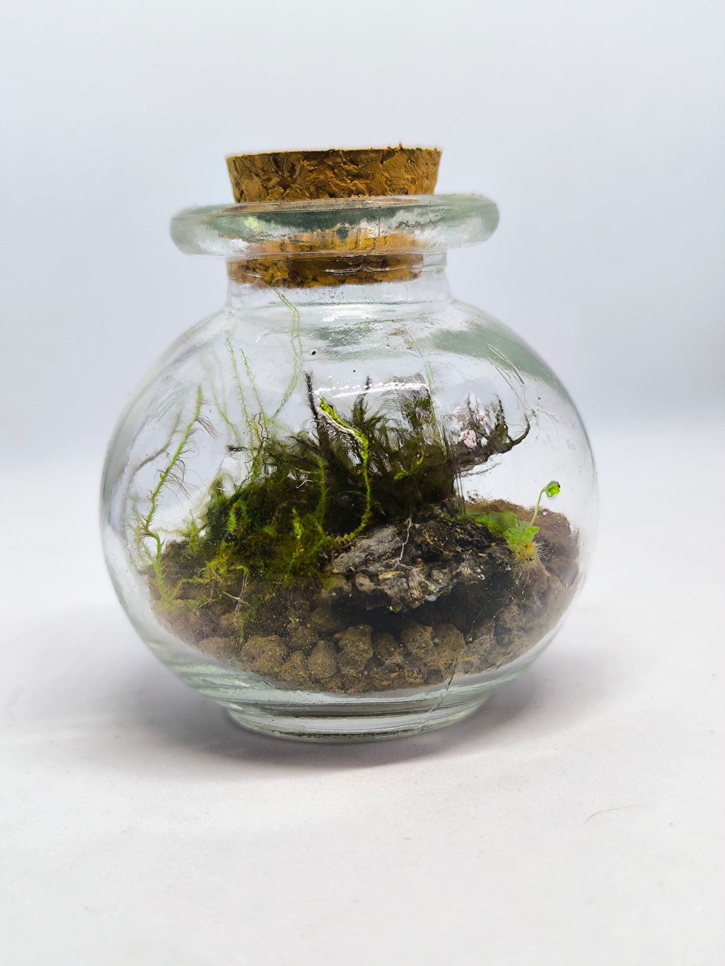 Mini mossarium