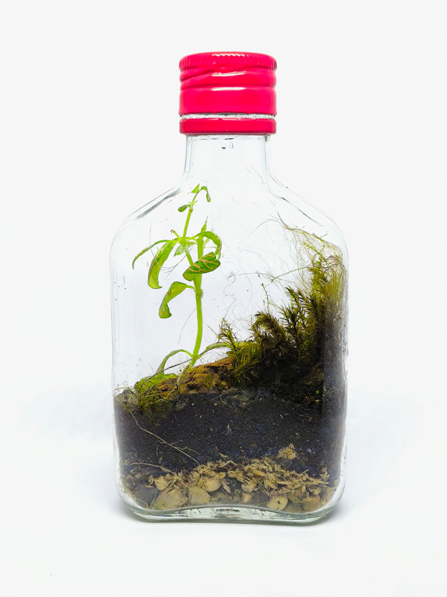 Flasque terrarium