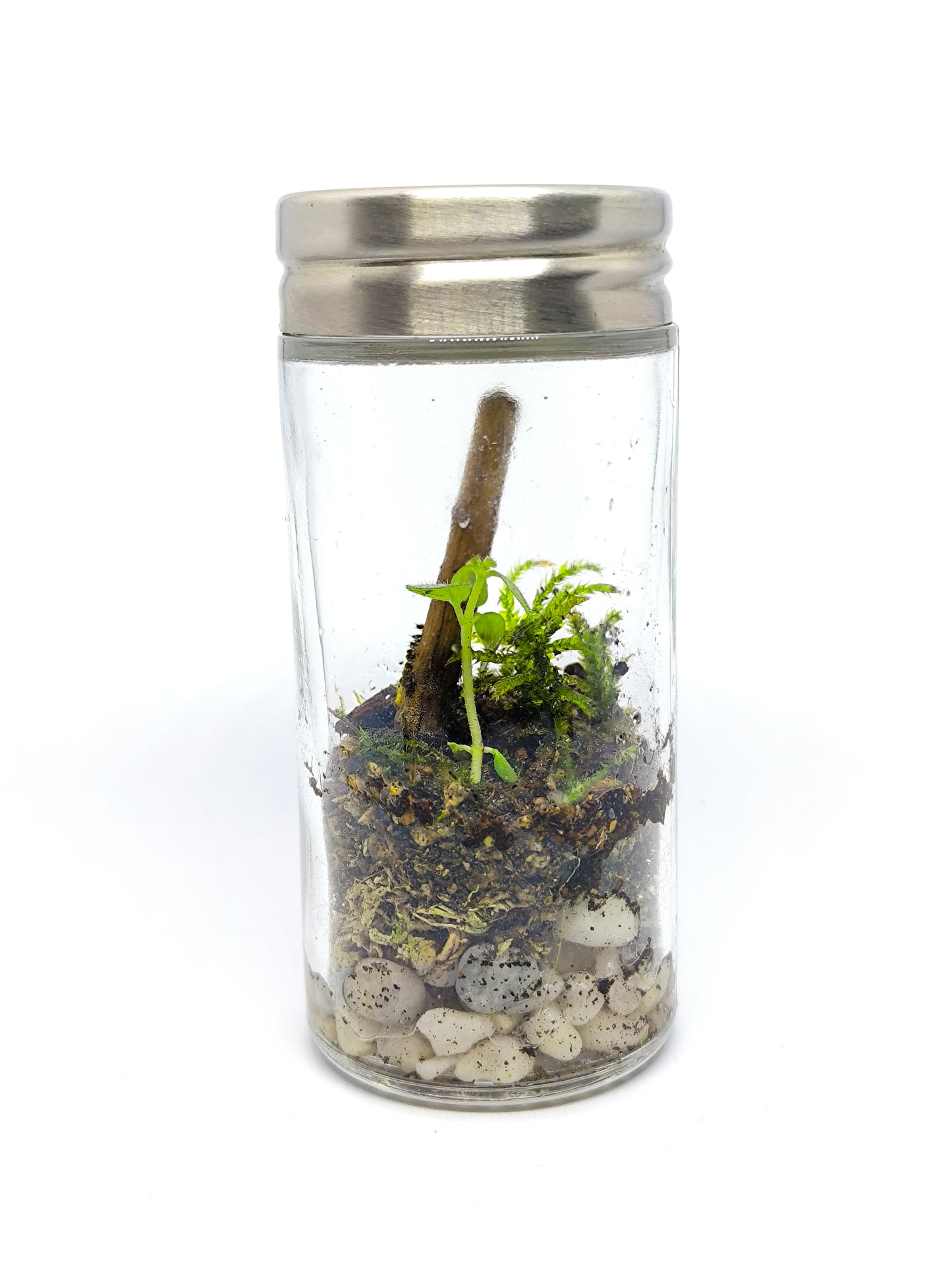 Épice terrarium