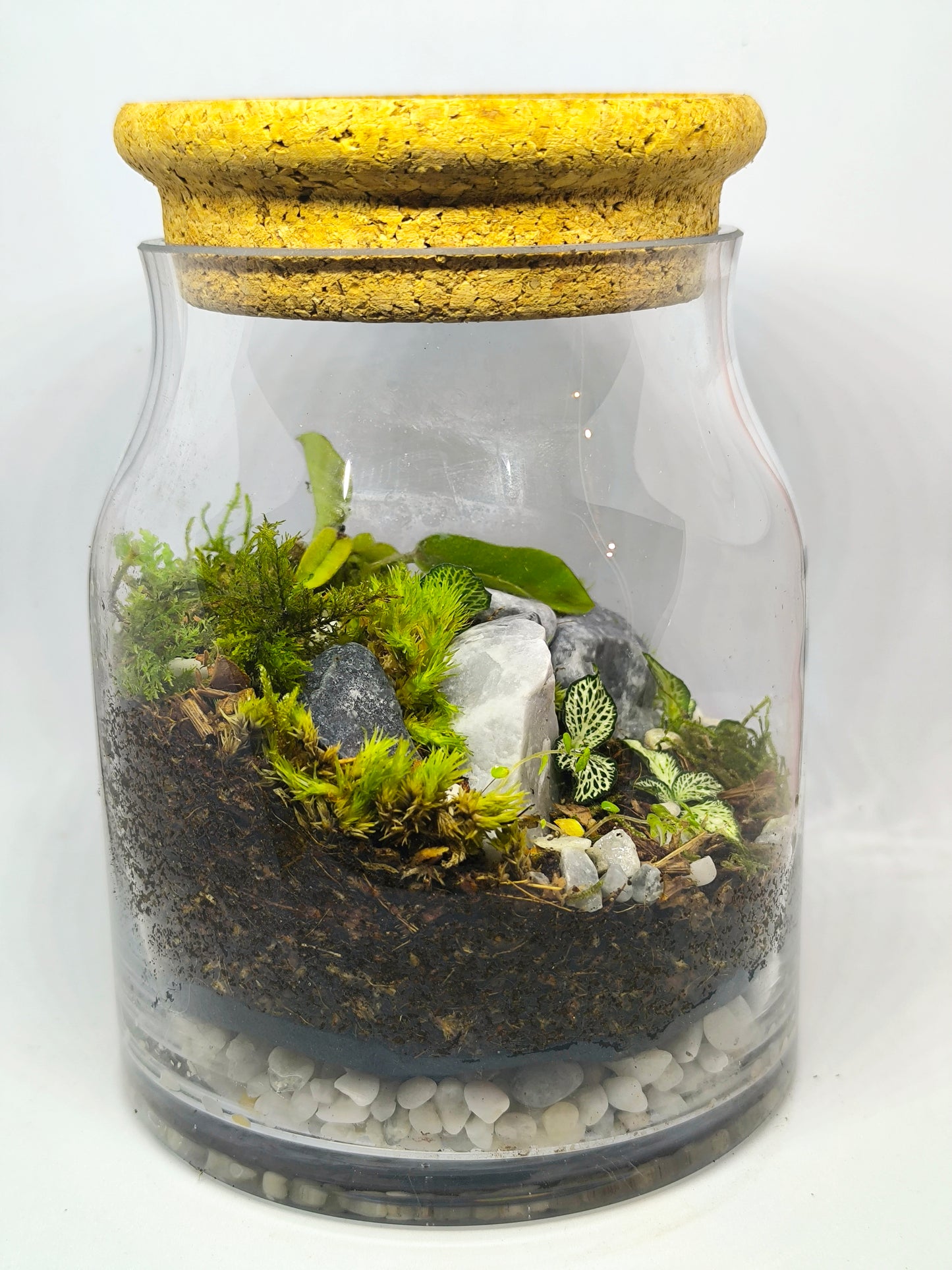 Terrarium moyen (1-R-13-16-Cy-L)