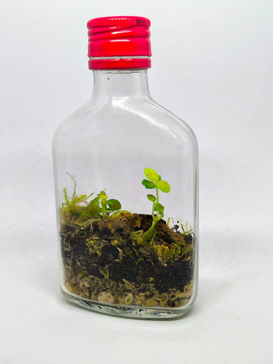 Flasque terrarium