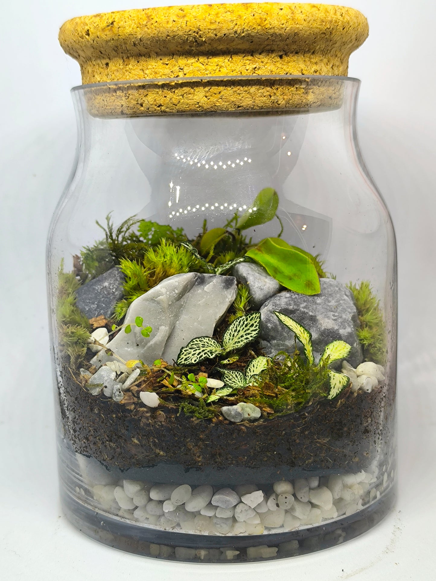 Terrarium moyen (1-R-13-16-Cy-L)