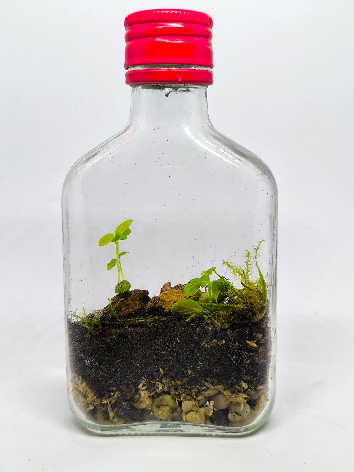 Flasque terrarium