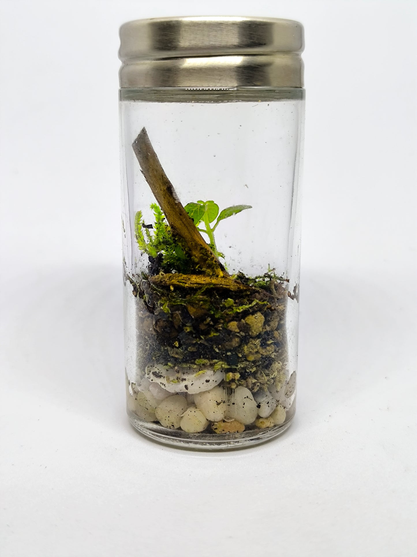 Épice terrarium