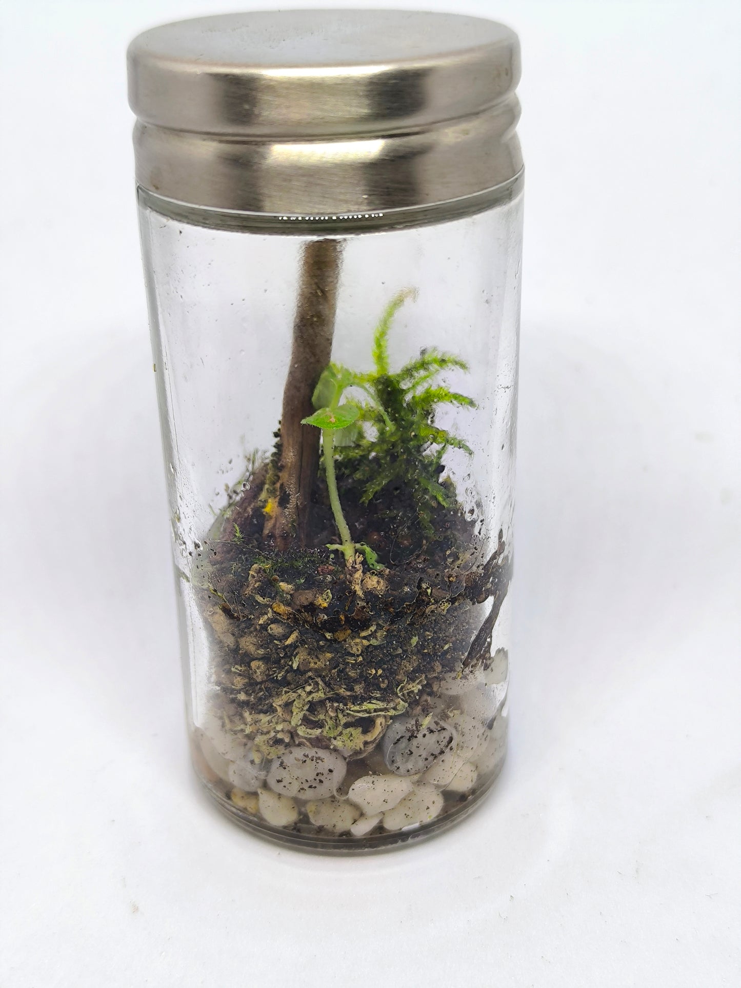 Épice terrarium