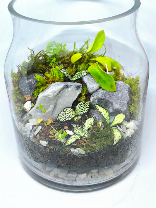 Terrarium moyen (1-R-13-16-Cy-L)