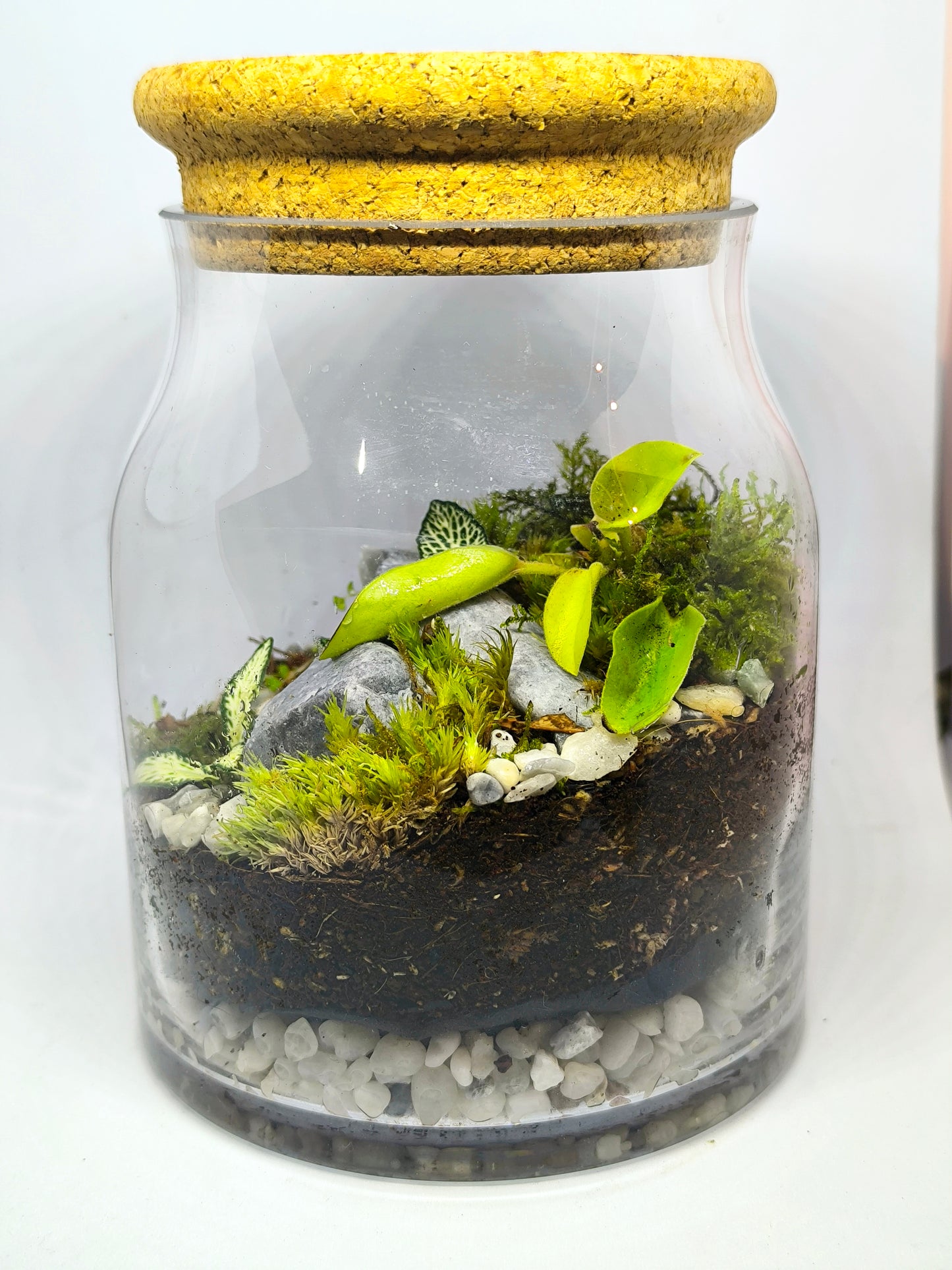 Terrarium moyen (1-R-13-16-Cy-L)