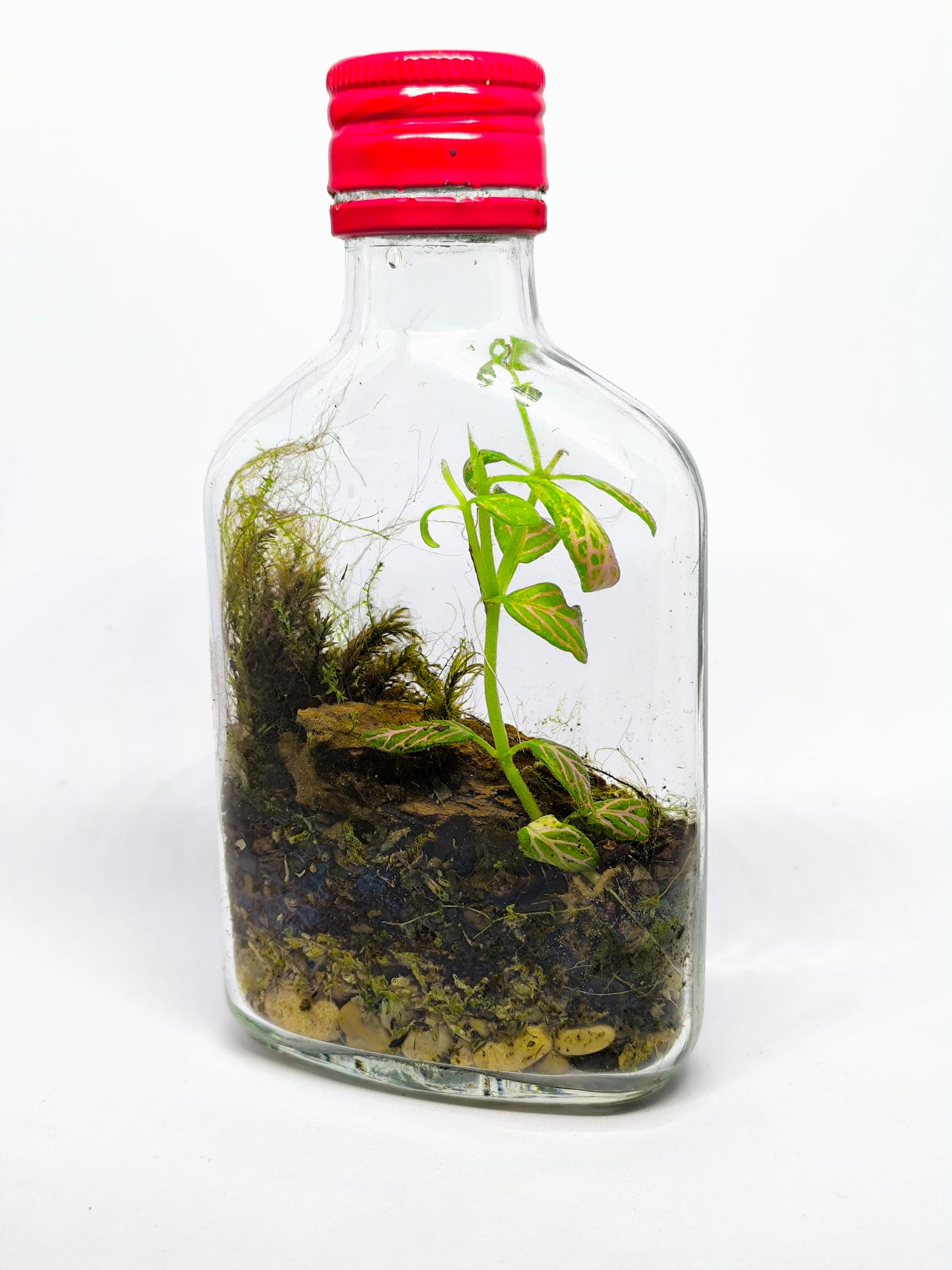 Flasque terrarium