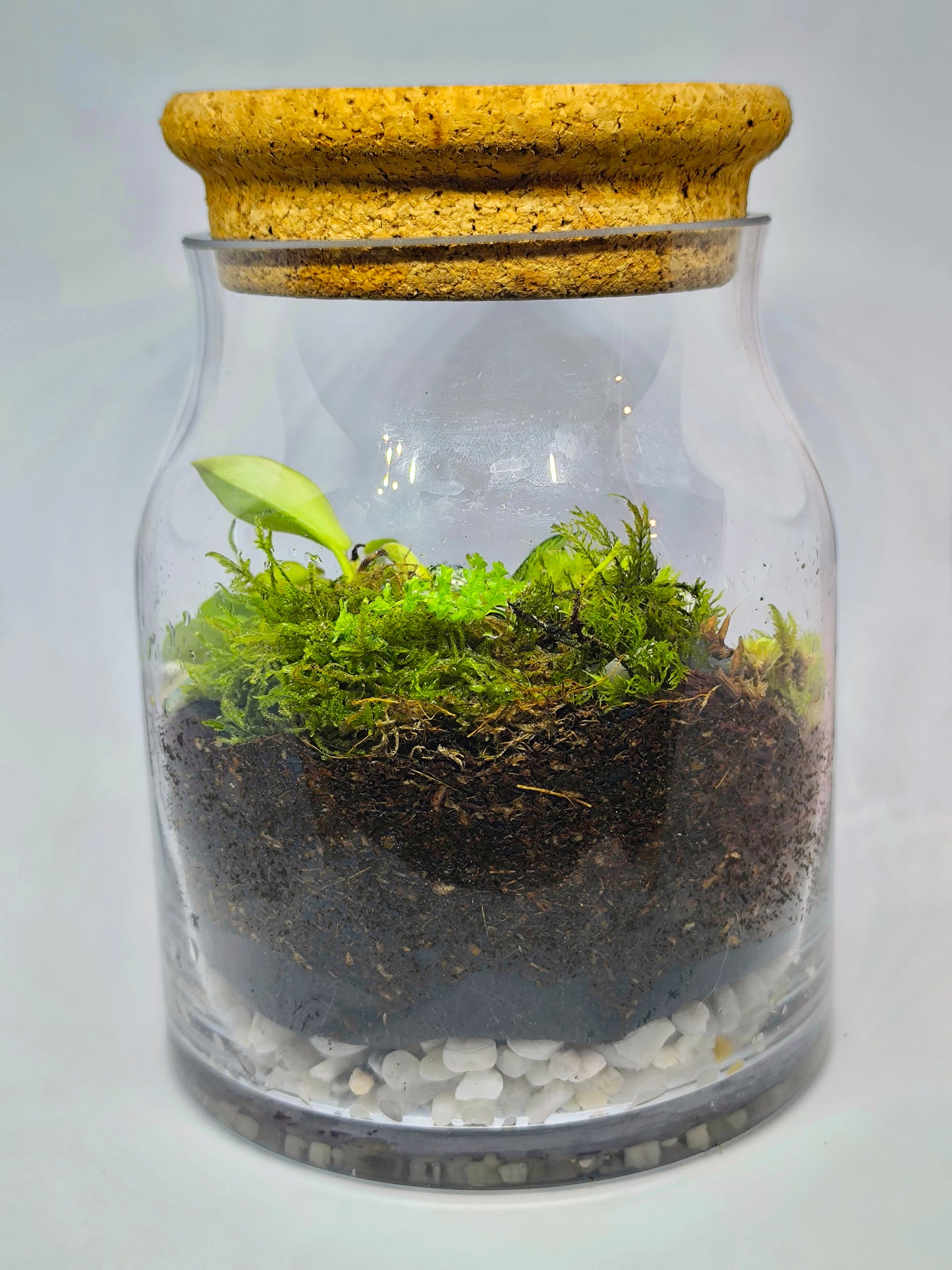 Terrarium moyen (1-R-13-16-Cy-L)