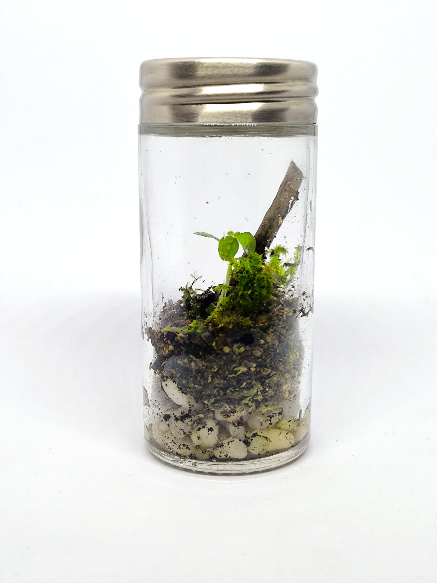Épice terrarium